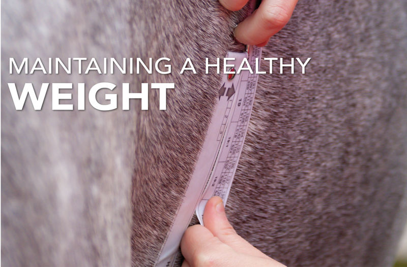 Keeping Your Horse at a Healthy Weight | Equine Science Matters™